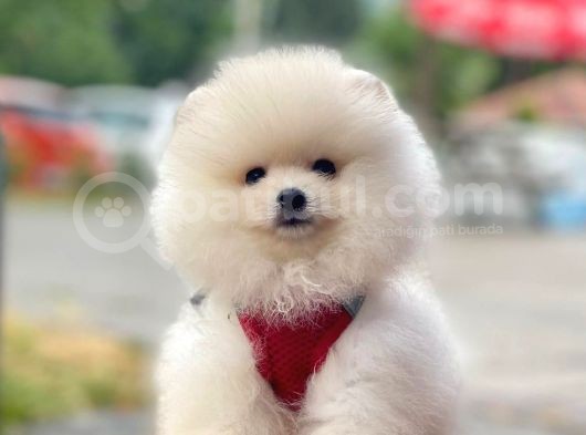 Safkan Pomeranian Boo Yavrular görsel
