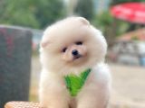 Safkan Pomeranian Boo Yavrular