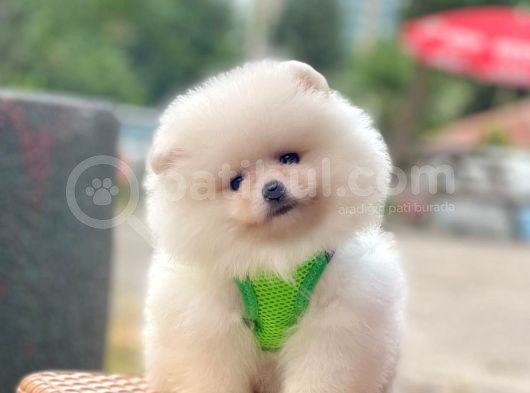 Safkan Pomeranian Boo Yavrular görsel