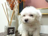 Maltes Terrier Mini Boy Erkek Yavrularımız