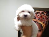 Maltes Terrier Mini Boy Erkek Yavrularımız