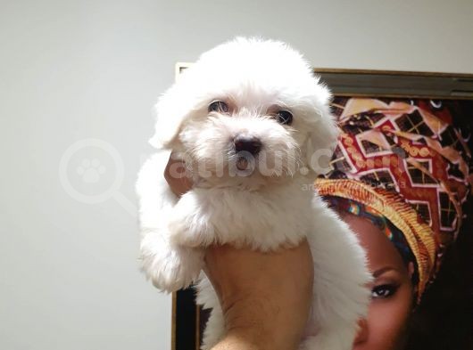 Maltes Terrier Mini Boy Erkek Yavrularımız görsel