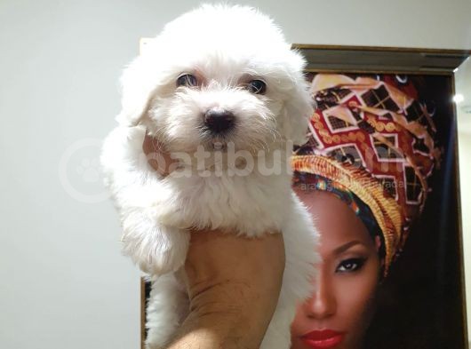 Maltes Terrier Mini Boy Erkek Yavrularımız görsel