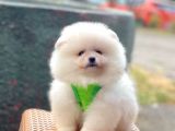 Safkan Pomeranian Boo Yavrular