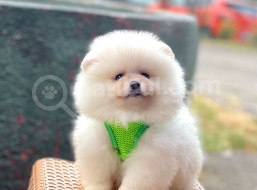 Safkan Pomeranian Boo Yavrular görsel
