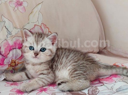 Karneye Yakişir Güzelli̇kler görsel