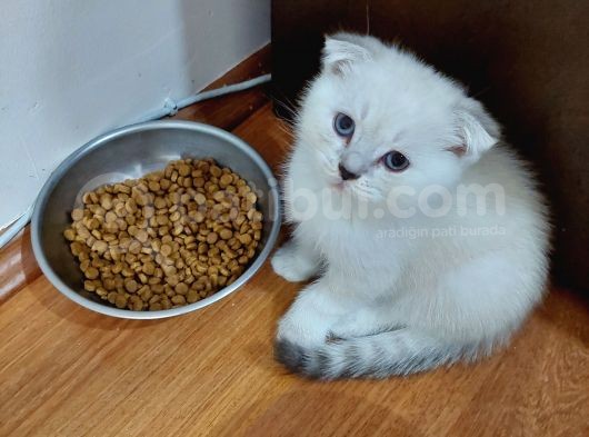 Karneye Yakişir Güzelli̇kler görsel