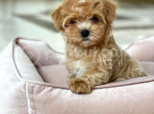 F1 Jenerasyon Hi̇poalerjeni̇k Malti̇poo Yavrulari̇mi̇z