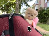 Tatlı Ve Minicik British Shorthair
