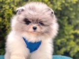 Ayıcık Surat Sevimli Mini Boy Pomeranian
