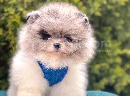 Ayıcık Surat Sevimli Mini Boy Pomeranian görsel