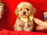 Dizayn Irk Sevimli Maltipoo