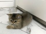 Black Golden Tabby British Shorthair 1 Dişi 1 Erkek
