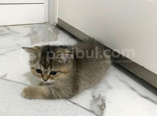 Black Golden Tabby British Shorthair 1 Dişi 1 Erkek görsel