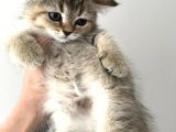 Black Golden Tabby British Shorthair 1 Dişi 1 Erkek