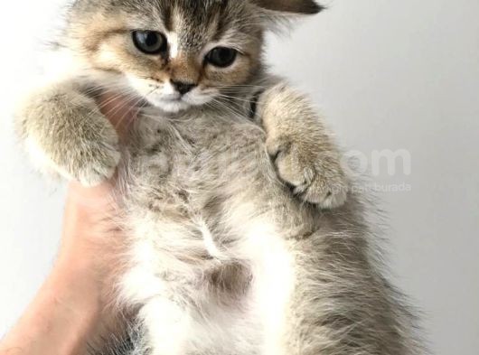 Black Golden Tabby British Shorthair 1 Dişi 1 Erkek