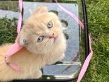 Tatlı Ve Minicik British Shorthair