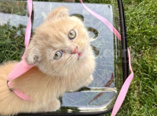 Tatlı Ve Minicik British Shorthair görsel