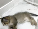 Black Golden Tabby British Shorthair 1 Dişi 1 Erkek