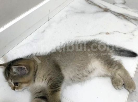Black Golden Tabby British Shorthair 1 Dişi 1 Erkek görsel