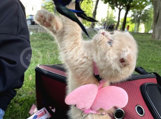 Tatlı Ve Minicik British Shorthair görsel