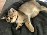 Black Golden Tabby British Shorthair 1 Dişi 1 Erkek