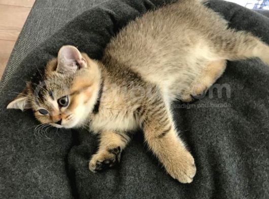 Black Golden Tabby British Shorthair 1 Dişi 1 Erkek görsel
