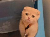 Tatlı Ve Minicik British Shorthair