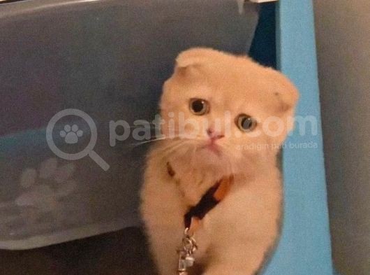 Tatlı Ve Minicik British Shorthair