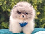 Ayıcık Surat Sevimli Mini Boy Pomeranian