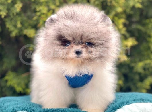 Ayıcık Surat Sevimli Mini Boy Pomeranian görsel