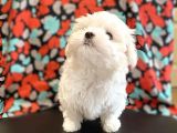 Teacup Maltese Mini Boy Yavrular