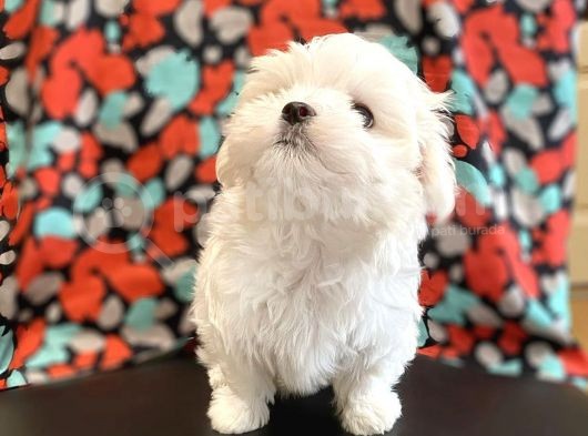 Teacup Maltese Mini Boy Yavrular görsel