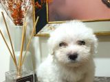 Maltes Terrier Mini Boy Erkek Yavrularımız
