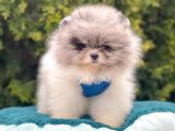 Ayıcık Surat Sevimli Mini Boy Pomeranian
