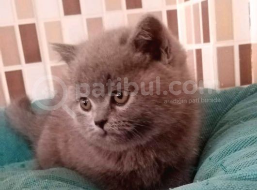 Ev Ortamından Ayı Surat Tombiş Oyuncu Yavrular görsel