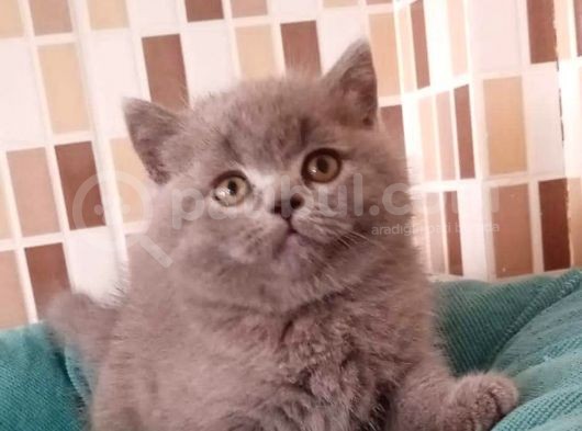 Ev Ortamından Ayı Surat Tombiş Oyuncu Yavrular görsel