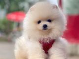 Safkan Pomeranian Boo Yavrular