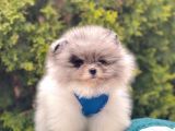 Ayıcık Surat Sevimli Mini Boy Pomeranian