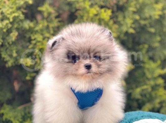 Ayıcık Surat Sevimli Mini Boy Pomeranian