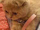Tatlı Ve Minicik British Shorthair