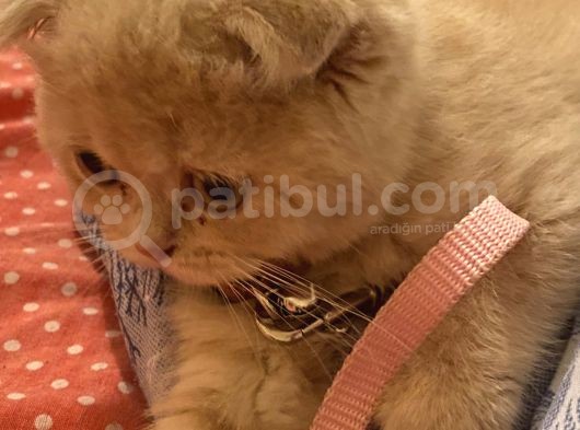 Tatlı Ve Minicik British Shorthair görsel
