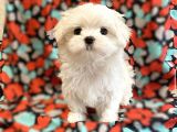 Teacup Maltese Mini Boy Yavrular