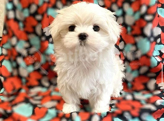Teacup Maltese Mini Boy Yavrular
