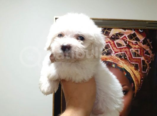Maltes Terrier Mini Boy Erkek Yavrularımız