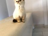 Irkının en Iyi Örneklerinden British Shorthair Yavrular