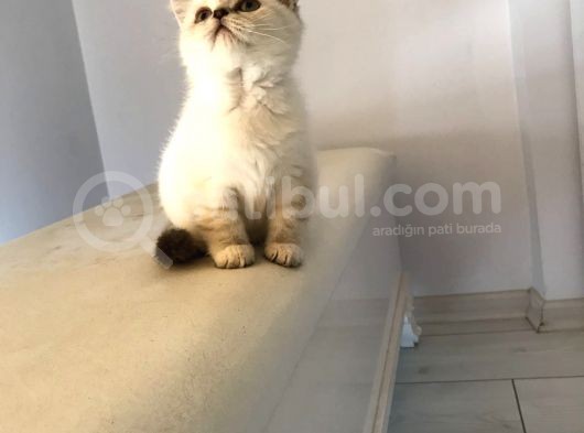 Irkının En Iyi Örneklerinden British Shorthair Yavrular