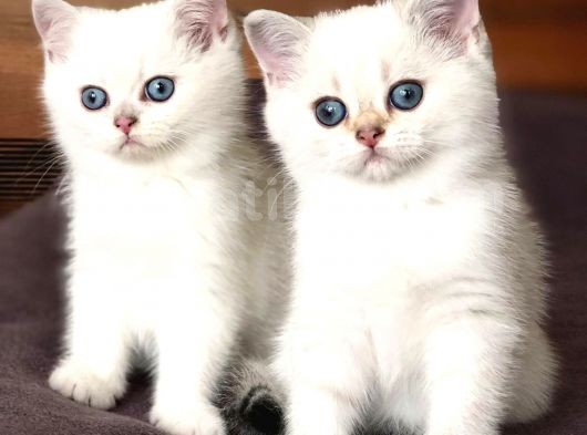 Irkının En Iyi Örneklerinden British Shorthair Yavrular görsel