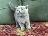 Irkının En Iyi Örneklerinden British Shorthair Yavrular