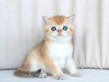 Irkının En Iyi Örneklerinden British Shorthair Yavrular